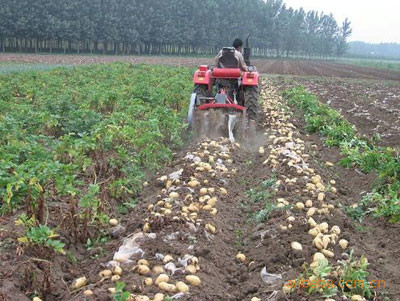 Buy cheap Potato Harvester For Sale product