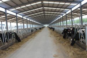 Buy cheap Automation And Sanitary Pre-made Steel Structural Cowshed Framing Systems product