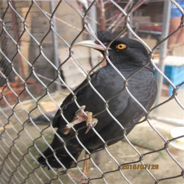 Hand Woven Aviary Wire Netting Inox Line Customized 7x7 / 7x19 Structure