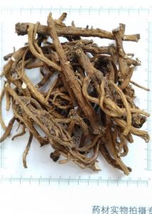 Dandelion root powder, Taraxacum mongolicum root powder
