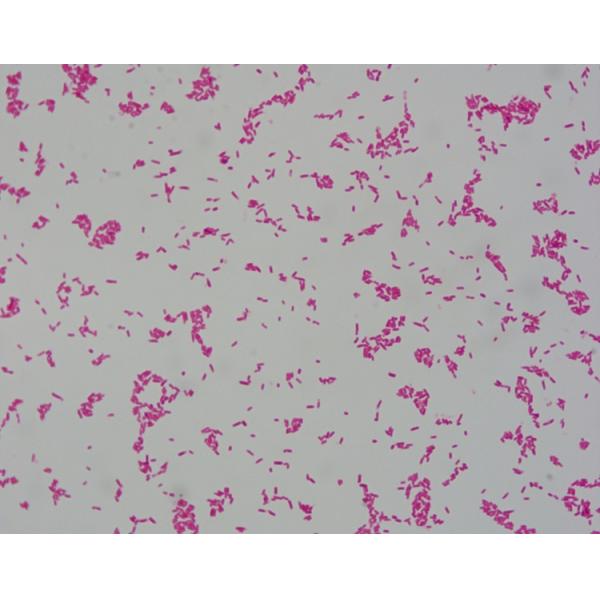 5x1000ml Clinic Gram Stain Reagents For Auto Stainer IVDR Class A Certified