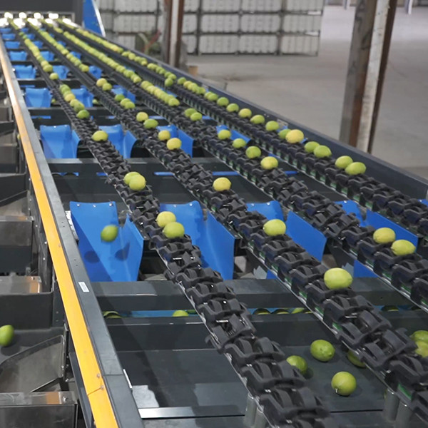 China Automatic PLC Control Fruit Sorting Machine For Lemons Sorting on sale China Automatic PLC Control Fruit Sorting Machine For Lemons Sorting on sale
