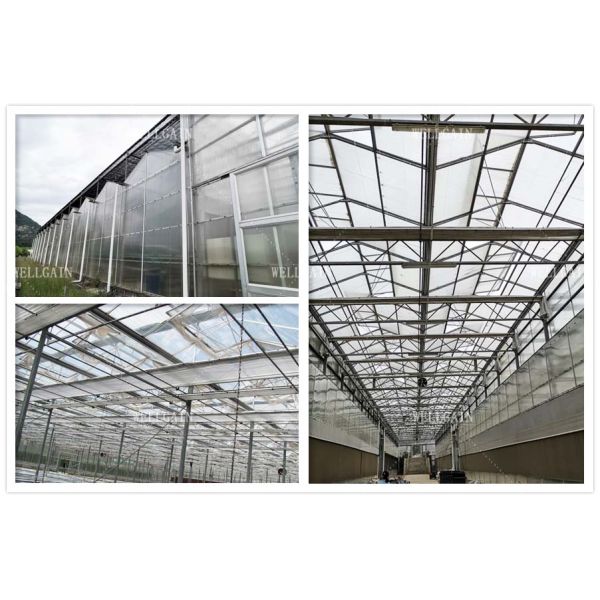 8m 9.6m 12m Span Width Hydroponic Greenhouse Hot Galvanized Steel Pipe Greenhouse