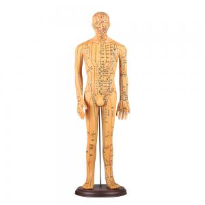 Buy cheap Chinese Acupuncture Body Model Acupoint 50cm Acupuncture Meridian Model product