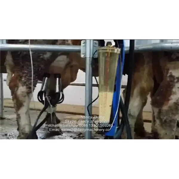 Automatic Milking Parlor System with ACR Automatic Cluster Remover and Waikato Milk Meter in Herringbone Structure