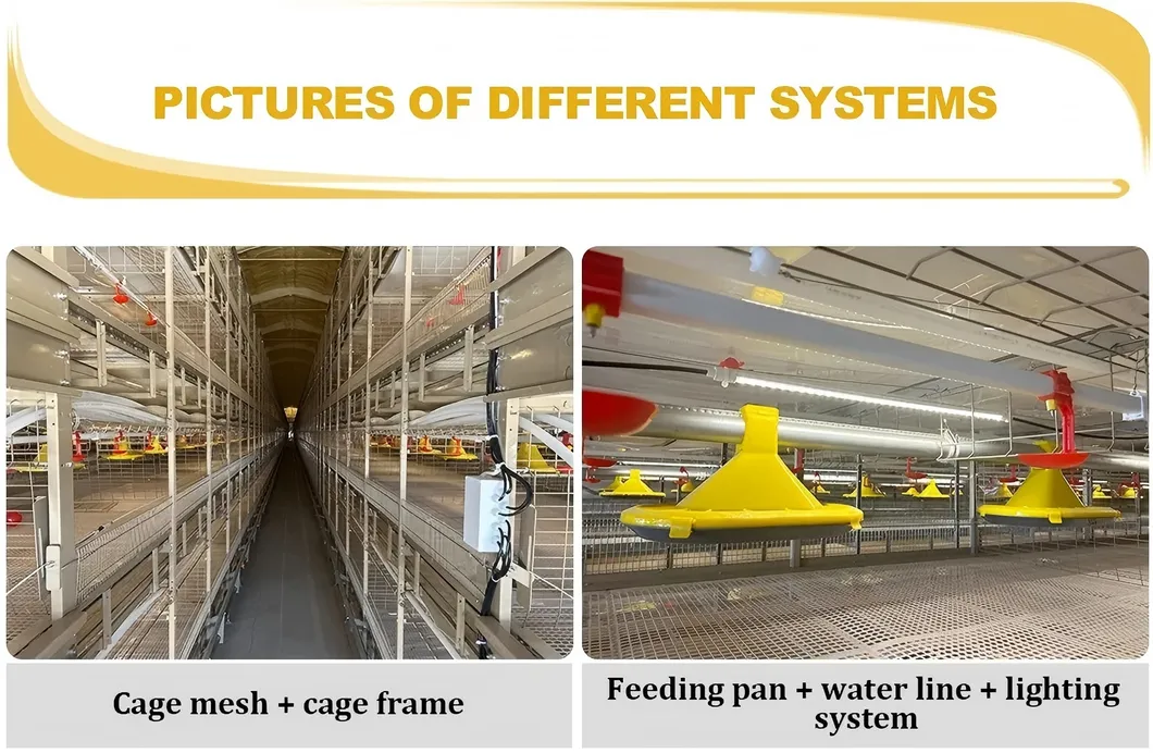 Automatic Chain Harvesting Broiler Cage System High Capacity For Poultry Farming