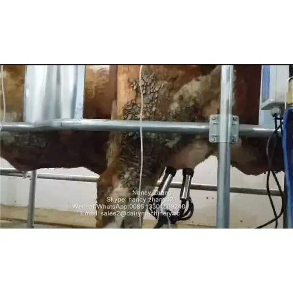 Automatic Milking Parlor System with ACR Automatic Cluster Remover and Waikato Milk Meter in Herringbone Structure