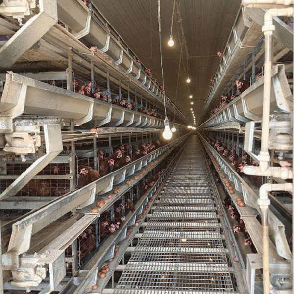 Automatic Layer Chicken Cage System with Hot-Dip Galvanized Steel Multi-Tier Manure Removal and Automated Feeding