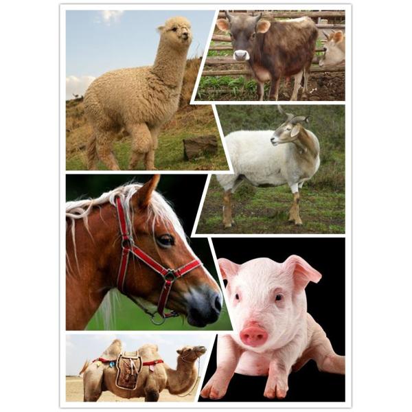 Anti-off round (pig, cattle, sheep) RFID electronic ear tags