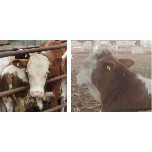 ET960 Smart Temperature-Measuring Ear Tag for cattle farm ranches