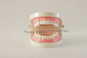 China Cheap Nursing Dental Care Model for Dentist on sale