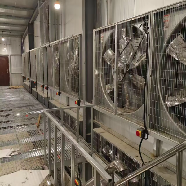 Automatic Layer Chicken Cage System with Hot-Dip Galvanized Steel Multi-Tier Manure Removal and Automated Feeding
