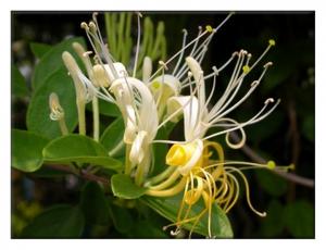 Buy cheap Flos Lonicerae. Wild Honeysuckle Flower,JINYIN HUA product