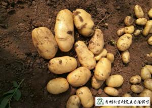 Buy cheap Delicious Fresh Potato Can Used As A Vegetable Or As A Staple Food product