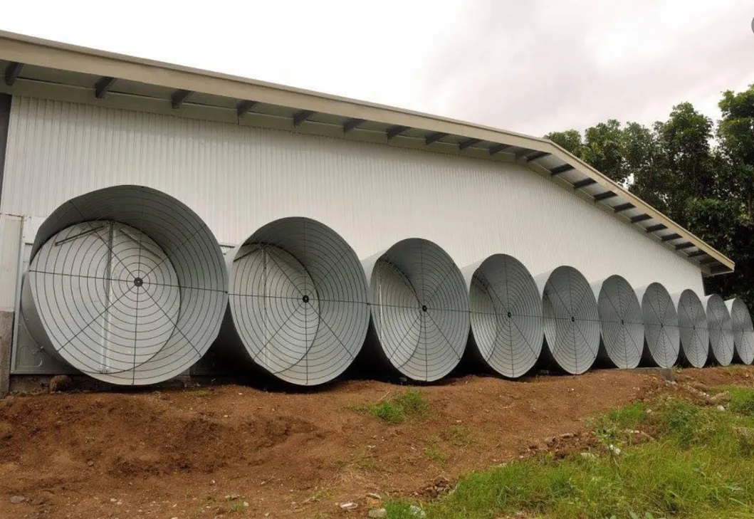 Smart Poultry Farm Equipment Automatic Chicken Farming Floor System Customized