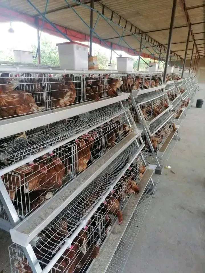 Real Time Poultry Farm Chicken House Environmental Controller Energy Efficient
