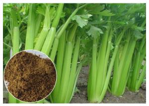 Buy cheap 80 Mesh Celery Extract Powder , Celery Seed Apium Graveolens Extract For Arthritis product