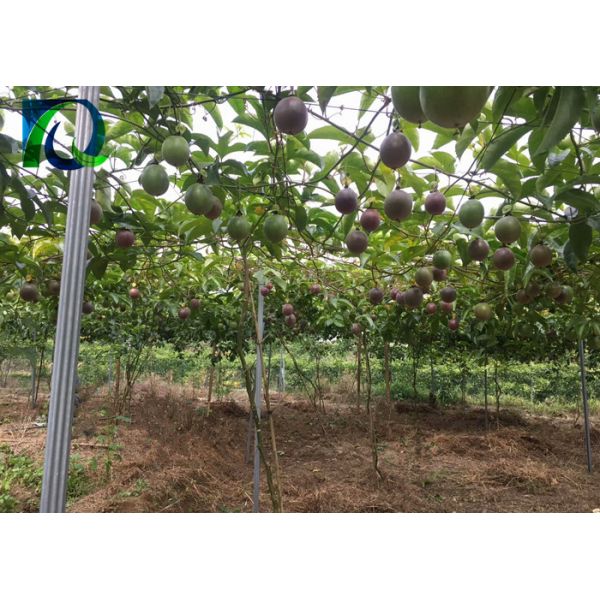 C Shaped Orchard Trellis Systems Passion Fruit Posts 2500x1.5MM High Rigidity