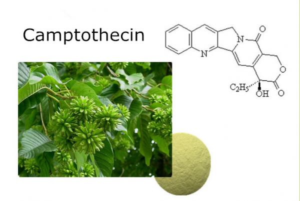 Quality High Purity 98% Natural Camptotheca acuminata Extract Anti-cancer Camptothecin CAS:7689-03-4 for sale