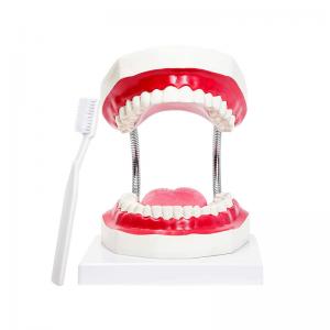 China Kindergarten Teaching Children Brush Teeth Toy Dental Care Model on sale