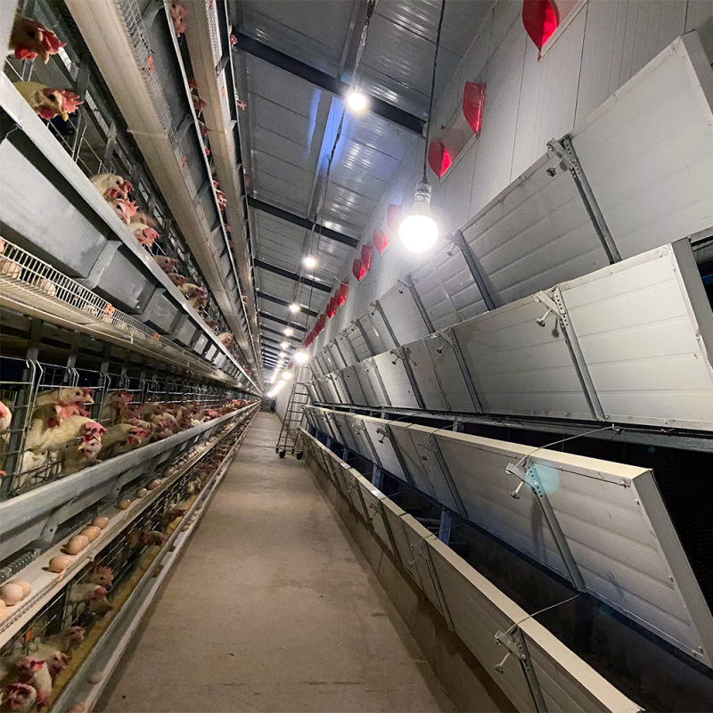 Automatic Layer Chicken Cage System with Hot-Dip Galvanized Steel Multi-Tier Manure Removal and Automated Feeding
