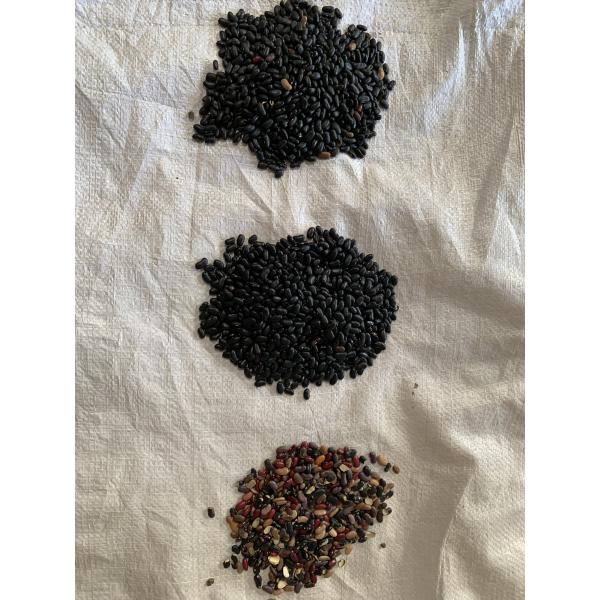 CCD Camera Black Beans Coffee Bean Color Sorter 2 Chutes Optical
