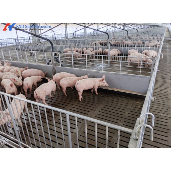 Easy Install Piggery Shed Onsite Installation Steel Structure Piggery House