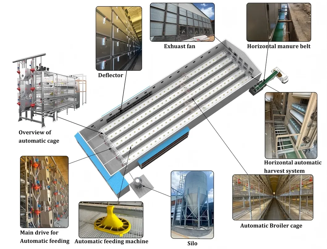 Automatic Chain Harvesting Broiler Cage System High Capacity For Poultry Farming