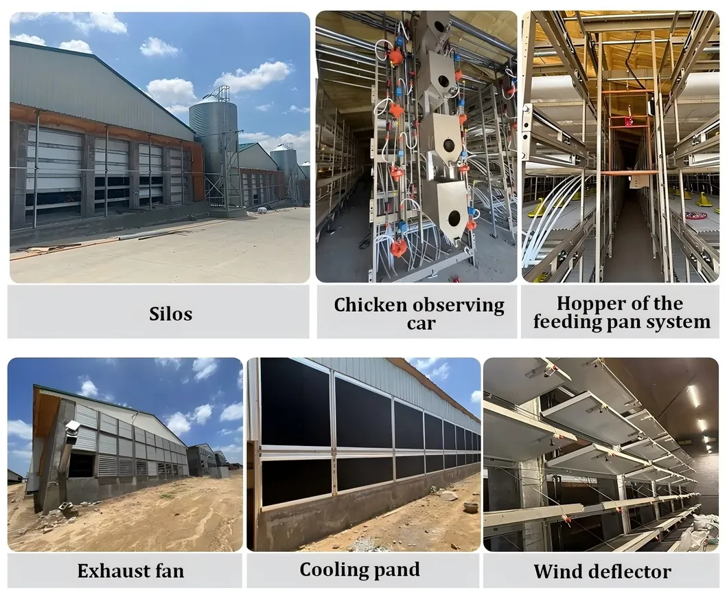 Automatic Chain Harvesting Broiler Cage System High Capacity For Poultry Farming