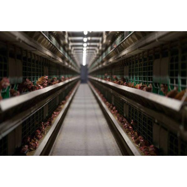 Energy Efficient Climate Controlled Poultry House with Modular Design Feeding Line